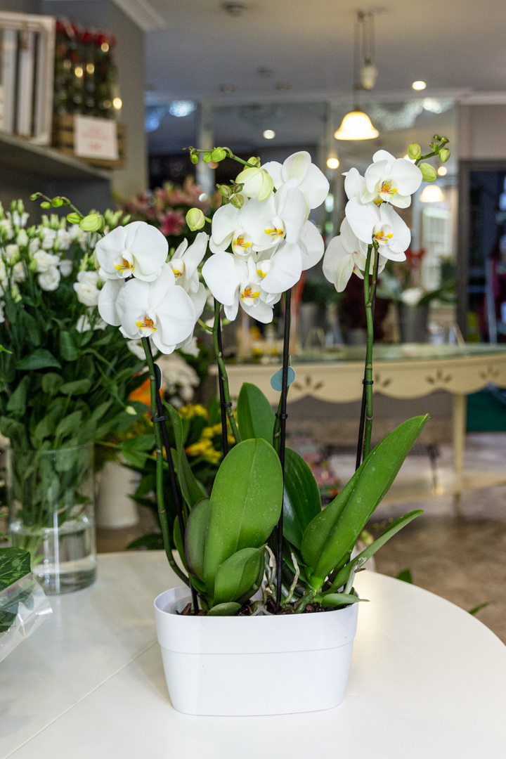 FloristeriaNekane_36